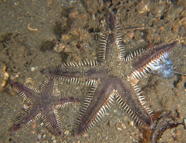 Astropecten polyacanthus